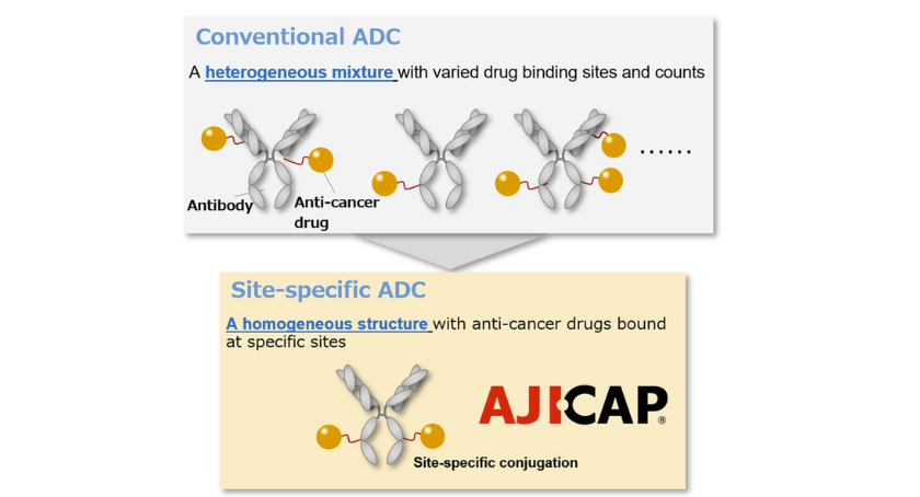 Ajinomoto, Astellas Enter ADC Technology Agreement | Contract Pharma