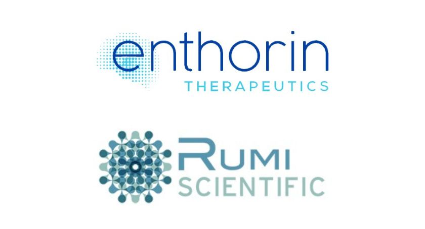 Enthorin Enters Option-to-License Pact with Rumi for Fragile X Syndrome Therapy